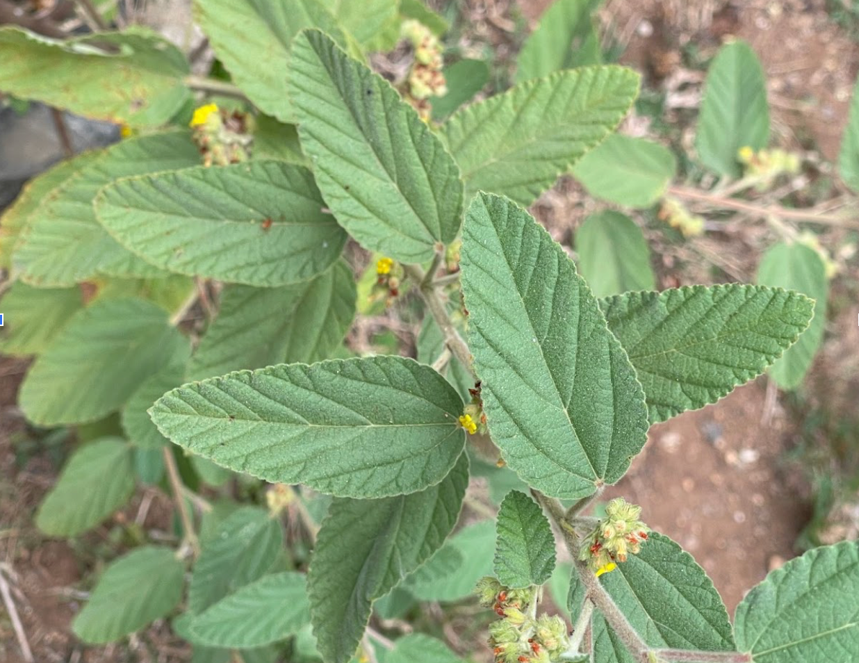 ʻUhaloa Loose Leaf Tea